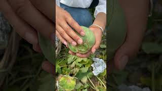 Enjoy life picking sweet cucumber grow in greenhouse #fruit #satisfying #agriculture #natural