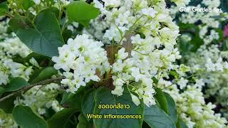 ดอกลัดดาวัลย์ ไม้เลื้อยทำซุ้มดอกหอม fragrant flower ivy/Golf Garden tips