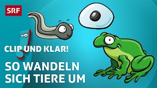 Was ist eine Metamorphose? | SRF Kids – Clip und klar! | Für Kinder erklärt