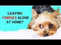 Can You Leave Yorkies Alone At Home?