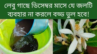 লেবু গাছে ডিসেম্বর মাসে এই জলটি ব্যবহার না করলে বড্ডো বড়ো ভুল হয়ে যাবে! lemon tree care tips.