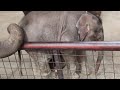 市原ぞうの国　生後１ヶ月💗ら夢🐘マミー親子🤗　elephant baby