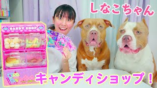 しなこちゃんのキャンディショップ！ロッキーたちのおやつもいれて大喜び！【アメリカンピットブル】