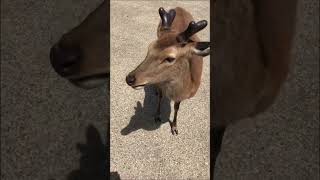 ゴールデンウィークの奈良  東大寺と奈良公園  Nara Deer Park　#shorts