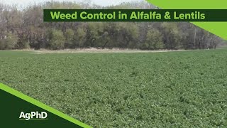 Weed Control in Alfalfa and Lentils (From Ag PhD #1146 - Air Date 3-22-20)