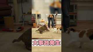 【事故】子猫の上に太った猫が飛び込んできた結果… #Shorts