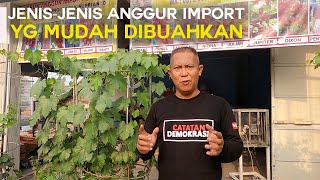 JENIS-JENIS ANGGUR IMPORT YG MUDAH DI BUAHKAN