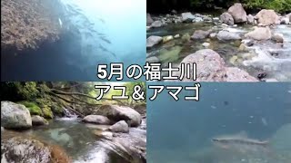 福士川・鮎釣り解禁前、2024年水中映像。アユ、アマゴ。山梨県南部町