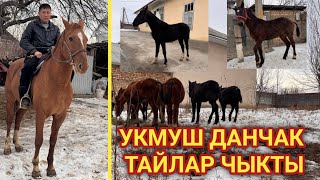 ДАНЧАК АТ өспүрүм тайлар  САТЫККА чыкты | АРЗАН баада | 17.01.2025