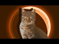 Why Cats Are Aliens From Titan