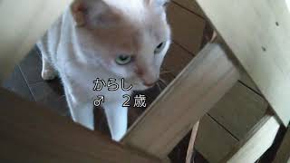 猫を脱走させないために園芸用ラティスを使った扉を自作しました😺