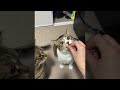 Cats With Different Personalities Take Treats || ViralHog