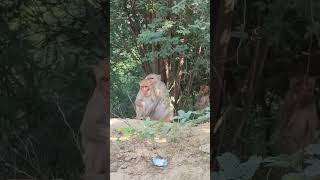 Lemon juice baba chumi #comedy #shortvideo #monkey #shotrs #trending #viral