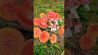 Amanita mushrooms #🍄 Гриби Мухомори #Природа #nature #Відпочинок