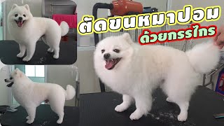 ตัดขนหมาปอม ตัดด้วยกรรไกรทั้งตัว✂️Pomeranian haircit with a scissor🥰🐶