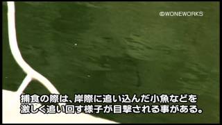 元祖‼　自然のままのブラックバス　水中映像（１）