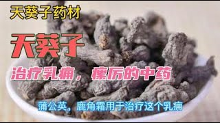 中医中药知识普及-天葵子是个什么中药？可以用于淋巴结核，痈肿，癌症，毒蛇咬伤等！