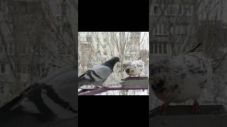 Gray Pigeon Attacks White-Spotted Pigeon Over Food! 🕊🥊 | Feeder Fight | Urban Birds Survival