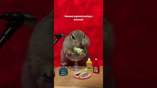 ブロッコリーを食べる🥦🐿Ground squirrel eating a broccoli.#shorts #asmr #animals #ごはん #squirrelsound