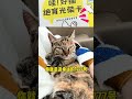 芜湖小姨蹭了个绝育套餐，必须安排新歌！ 我和流浪猫的故事