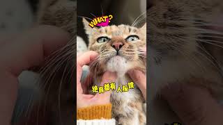 芜湖小姨蹭了个绝育套餐，必须安排新歌！#我和流浪猫的故事