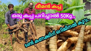 ഷുഗർ ഫ്രീ കപ്പ ഷുഗറുകാർക്ക് കഴിക്കാമോ? ഒറിജിനൽ വെള്ള കൂവ കർഷകനിൽ നിന്ന് നേരിട്ട് വാങ്ങാം..