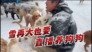 2023-12-14 Xiaoxu's Mountain Life with Dogs 基地恶劣的天气连续好几天的暴风雪，250多只流浪狗断粮，只能每天自己做饭给它们吃了。