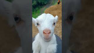 cute goat baby | funny goat sound | cute goten | funny goat | cute goat funny video | #shorts