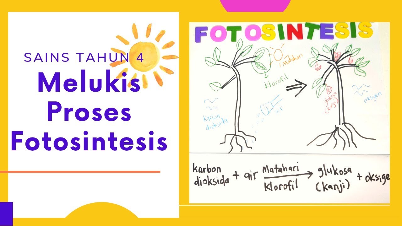 Melukis Proses FOTOSINTESIS | Sains Tahun 4 - YouTube