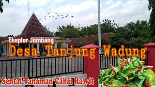 Eksplor Desa Tanjung Wadung Jombang Utara Pembangunan Maju Sentral Pertanian Cabe Rawit