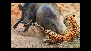 LEOPARD ATTACKS WARTHOG/ ANIMALS PLANET