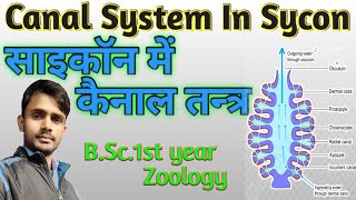 (Lc.27) Canal system in sycon | B.Sc.1st year | Zoology | by- Prahalad sir