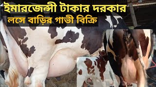 গেরোস্তর বাসা বাড়ীর ২২ লিটার || বছরের প্রথমেই দামে কম মানে ভালো লসে গাভী বিক্রি