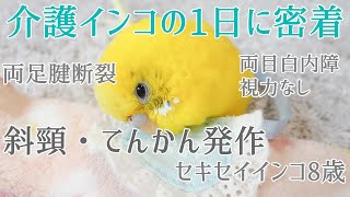 要介護インコの1日に密着 前編 斜頸 てんかん発作 白内障 両足の腱断裂 セキセインコ8歳 A day of budgerigars requiring nursing care