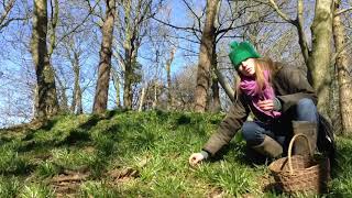 Foaging early Spring wild tea with Primrose from Primroses Kitchen