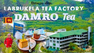 labukele tea lounge☕ Damro Tea Factory Nuwara Eliya Sri lanka 🍀 ලබුකැලේ තේ ෆැක්ටරියේ තේ හදනව බලමු