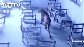 Leopard Breaks Into Aligarh School, Injures Student