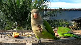 ARGENTINE PARROT EATING AND OTHER VISITS