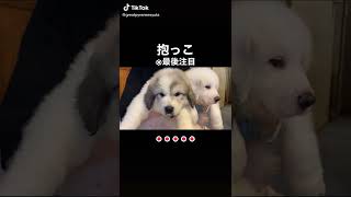 抵抗をやめて重力に身を任せたグレートピレニーズ子犬ｗｗｗ