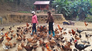 take care of the livestock. customer comes to buy chicken. sell chicken to buy new bed- farm life.