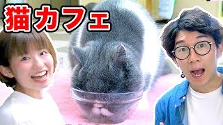 よっちとりっちゃんの癒やしの猫カフェデート【こねこのチー】