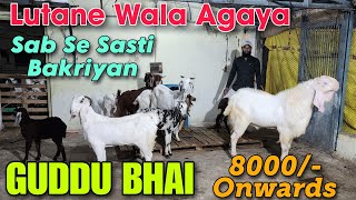 8000/- Onwards Lutane Wala Agaya At GUDDU BHAI | Sab se Sasti Bakriyan In Chandwad