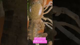 ザリガニが卵産みました！