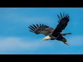 flying Eagle for your frame tv