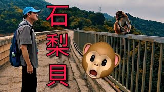 萍蹤合影 | 輕鬆郊遊行去石梨貝水塘 探訪猴子老家🐵