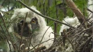 トラフズクの雛（営巣）'2011.5月（Long-eared Owl）