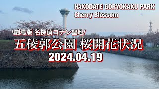 【函館】五稜郭公園 開花状況 2024.04.19【hakodate goryokaku park】