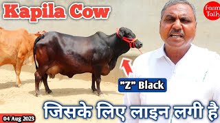 Z Black Kapila 👑ऐसी गाय जहां मिले तुरंत ले लेना 👍 6 Sahiwal Cow दुर्लभ श्याम कपिला के साथ 👌Farm Talk