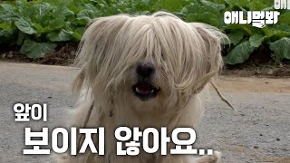 Story Of Dog Who Didn’t Cut His Hair For 10 Years