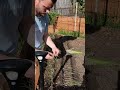 let s plant spring onions together 🌱💚 garden vegetablegarden backyardgardening shallots